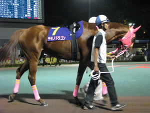 チヨノドラゴン