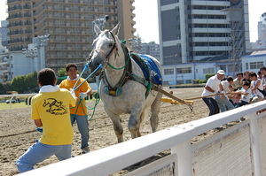 ミルキーと綱引き