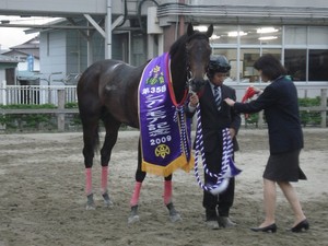 リュウノキングダム