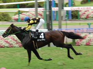 ドリームノクターン