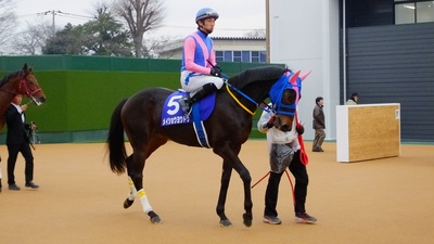 ２０１４年中山大障害出走時のメイショウヨウドウ