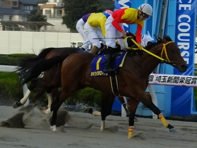 カキツバタロイヤルが埼玉新聞栄冠賞を制す