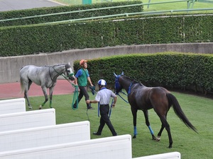 写真判定を待つ２頭