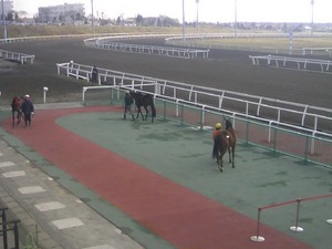 上場馬はスタンド前に登場します