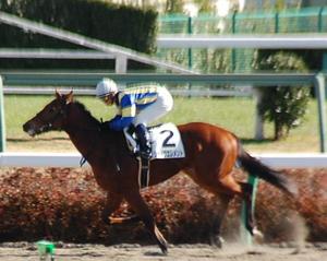 シャドウエレメント