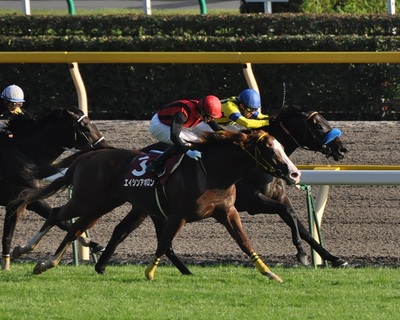 ２頭の激しい叩き合い