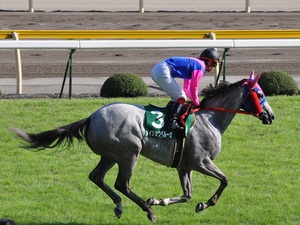 メイショウベルーガ