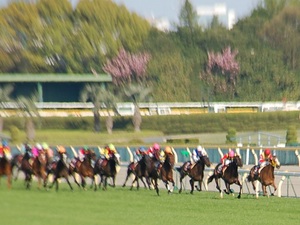 直線　２頭が並ぶ