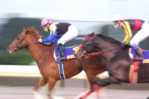 カネヒキリに軍配