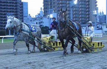 川崎のダートをばん馬が走る