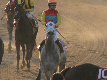 優勝馬　ホワイトメロディー